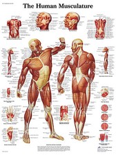 Human Musculature ( Muskulatur ) englische Lehrtafel  Anatomie 50 x 67 cm Poster