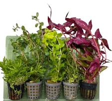 5 Topf Wasserpflanzen Set, Aquarium Pflanzen, 5 Töpfe im Mix