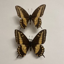 Entomologie*Papilio polyxenes