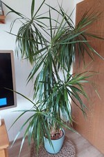 Drachenbaum (Palme) 2 Meter, ohne Übertopf