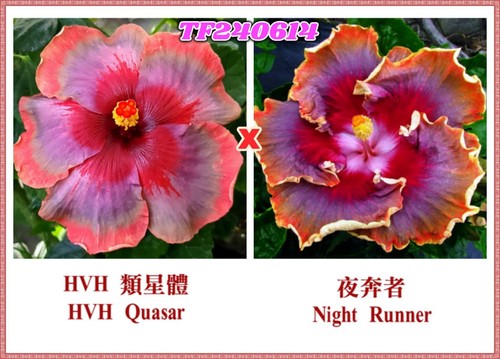 Hvh quasar nigt runner - hvh,