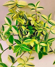 Tradescantia yellow hill - 3, hill"