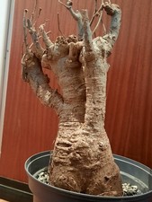 Adansonia digitata xxl groß - digitata,