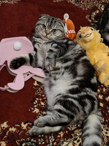 Katzenspielzeug set - katzenspielzeug,