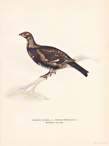 Rackelwild rackelhuhn birds - ,