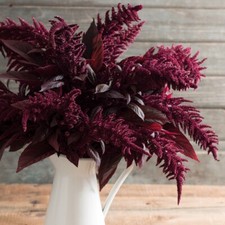 Purpurroter FUCHSSCHWANZ 200+