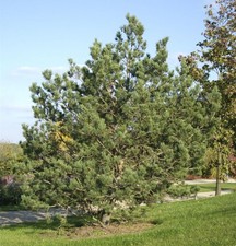 Waldkiefer 60-80cm - Pinus
