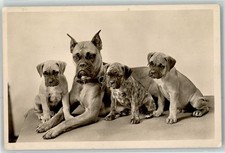 39429944 - Welpen Boxer