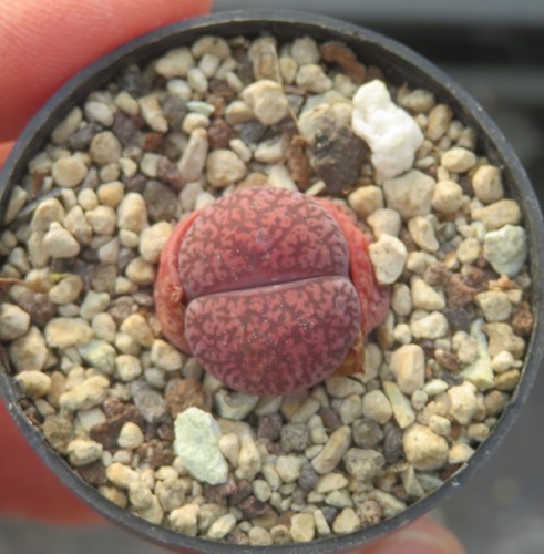 Lithops dinteranthus - lithops,