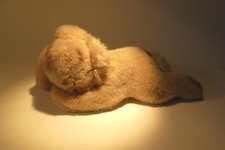 Alter Steiff Hase Floppy