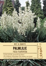 Yucca filamentosa,Palmlilie im