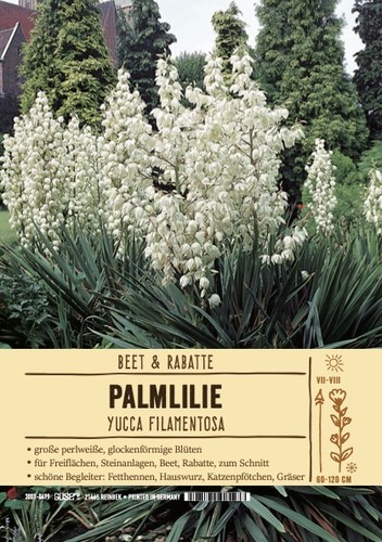 Yucca filamentosa palmlilie - filamentosa,palmlilie, im