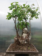 Outdoor Bonsai Wald Engel