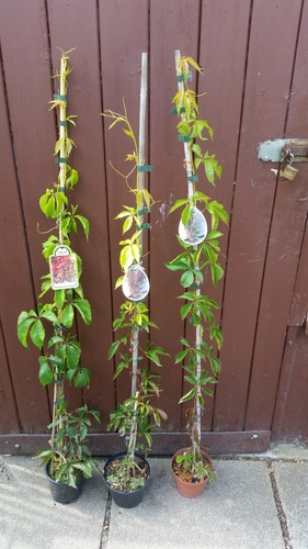Zierwein wilder wein - zierwein,,