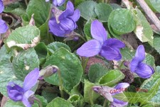echtes Duftveilchen violett zauberhafter Frühblüher Viola Königin Charlotte