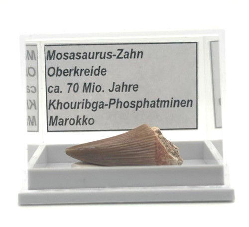 Schöner mosasaurus zahn - 1,