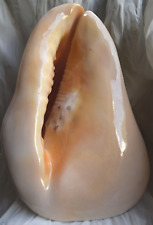 ❤ seltene Riesen-MUSCHEL_1328 g_21,5 cm_Pazifik_Meer_Ozean_Hawaii **SIEHE BILDER