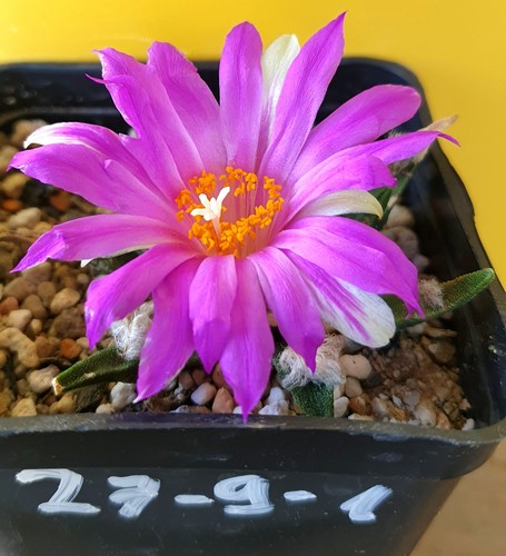 Alter ariocarpus agavoides - alter,