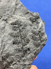 Carboniferous Sphenopteris Fossil Fossilien Karbon plant  Germany Farn, fern