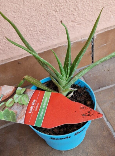 Echte aloe - echte,