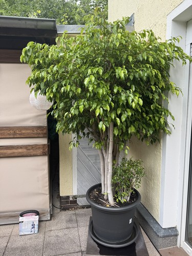 Birkenfeige ficus benjamina - ficus,
