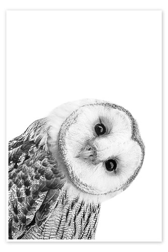 Poster schneeeule art - -,