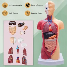 28CM Menschliches Torso