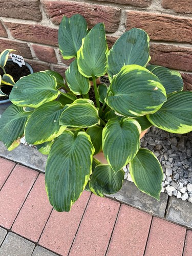 Funkien hosta ableger - hosta,