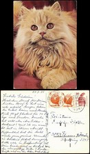 Ansichtskarte  Tiere -