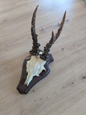 Rehgehörn Trophäe Rehbock