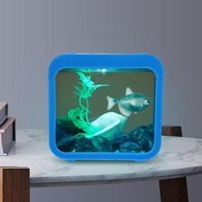Kleines Aquarium Kampffisch