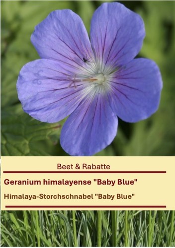 Geranium himalayense baby - geranium, "baby