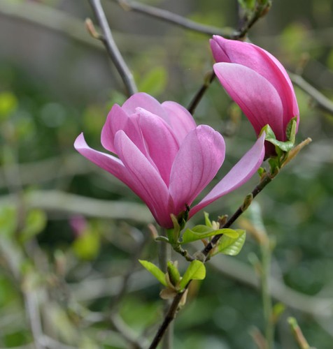 Magnolie galaxy 125 - galaxy,
