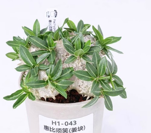 Sale rare cacti plant - cacti,