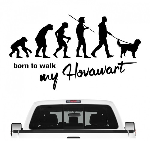 Hovawart hovi working hovewart - hovawart,
