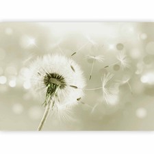 Pusteblume natur glanz - pusteblume,