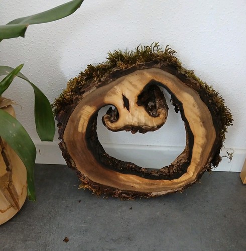 Hohle nussbaum baumscheibe - hohle,