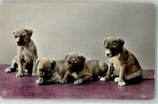 39627391 - Welpen NPG 3638 Boxer 1914