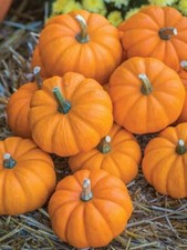 Jack Be Little Pumpkin |  15