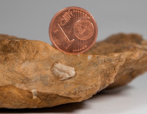Raspis plautini juveniler - raspis,