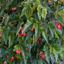 Angel Wing Begonia Torch Red