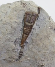 Nautiloid, Cyrtoceras sp