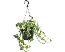 Efeutute Ampeltopf FloraSelf Scindapsus pictus 'N'Joy' Ø 15 cm Topf