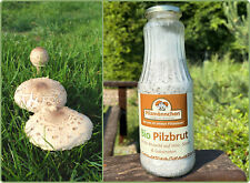 Bio Parasol Körnerbrut Pilzbrut - Pilze selber züchten 