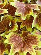 Blattschmuckgeranie Pelargonie