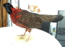 Schönes Präparat eines