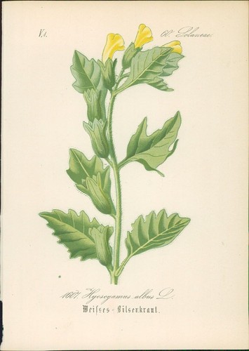 Chromolithographie weißes - chromolithographie,