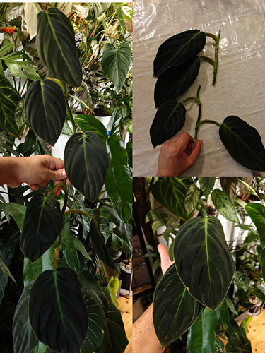 Philodendron gigas mature - philodendron,