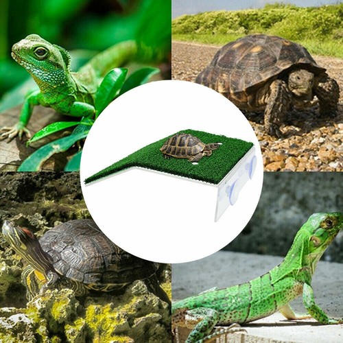 Schildkröten aquarium - schildkröten,