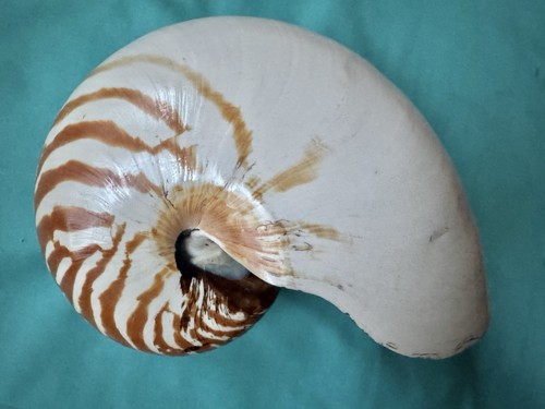 Große meeresmuschel nautilus - meeresmuschel,